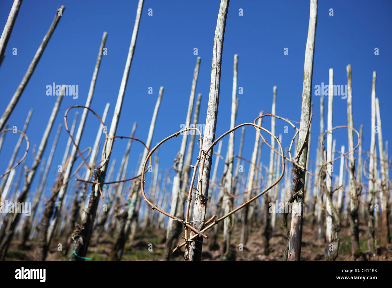 Weinberg, Steilhang, herzförmigen Reben, Mosel, Rheinland-Pfalz, Deutschland, Europa Stockfoto