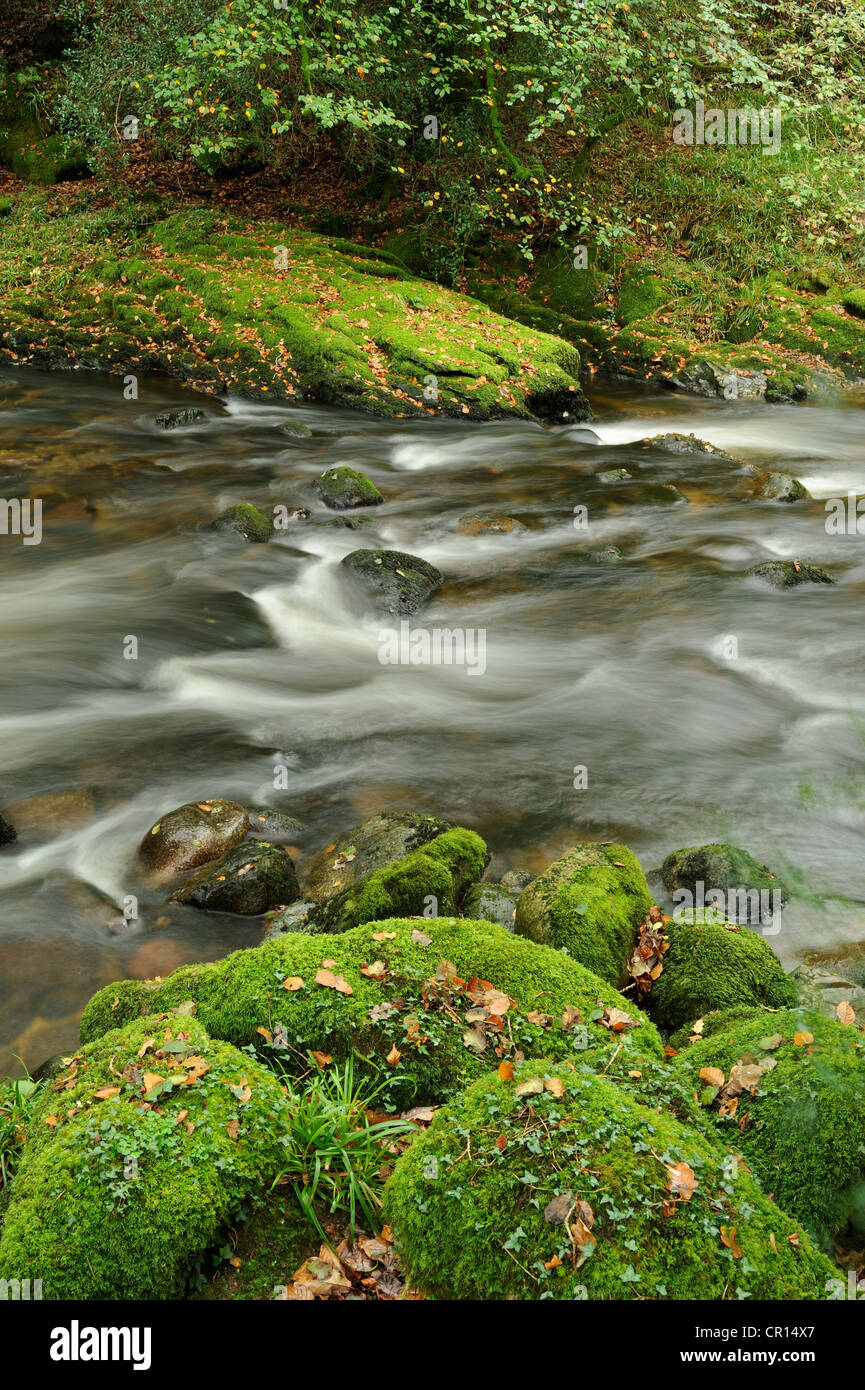Der Fluß Plym fließt vorbei an Moos bedeckt Felsbrocken in Dewerstone Woods, Dartmoor, UK. Stockfoto