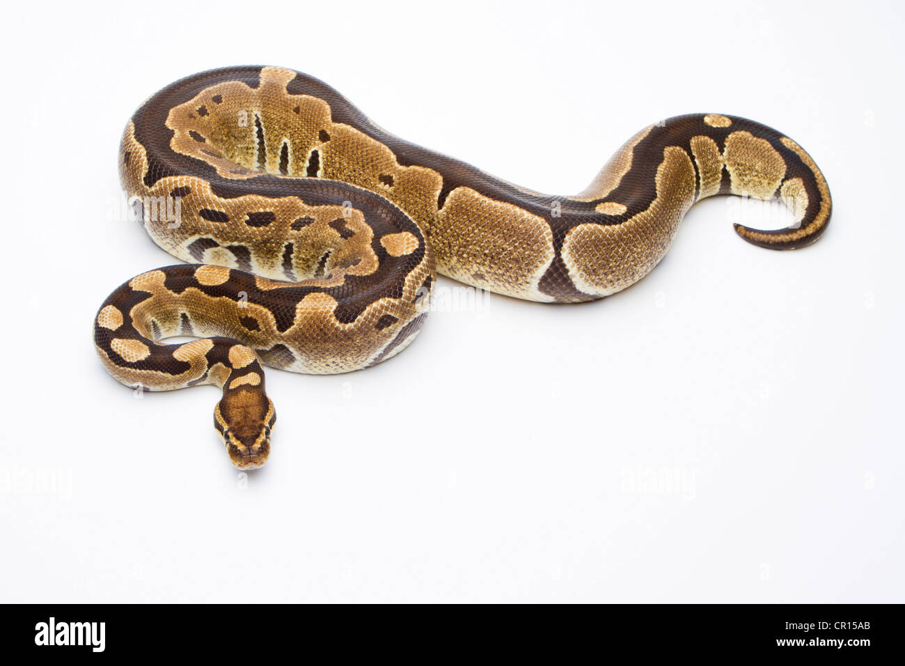 Königliche Python (Python Regius), Super Rasierer, Weiblich, Markus Theimer Reptilien Zucht, Österreich Stockfoto
