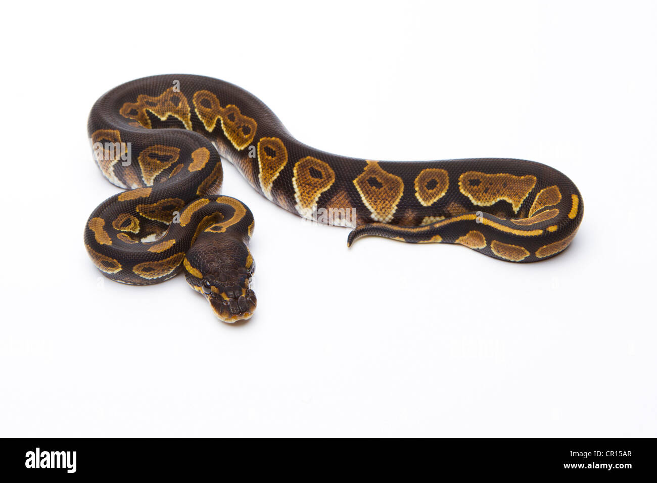 Königliche Python (Python Regius), schwarzen Kopf, Weiblich, Markus Theimer Reptilien Zucht, Österreich Stockfoto
