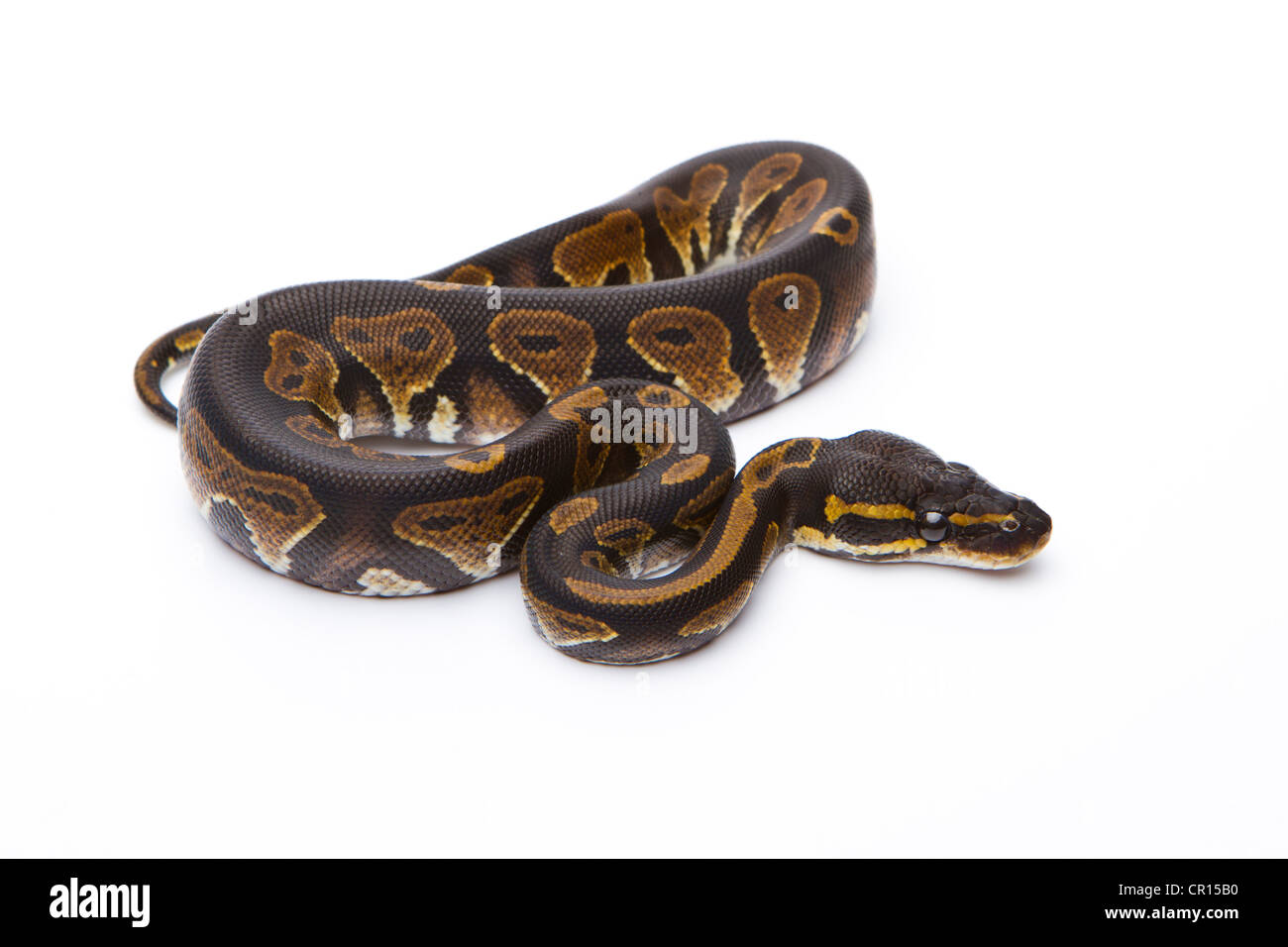 Königliche Python (Python Regius), schwarzer Kopf, Männlich, Markus Theimer Reptilien Zucht, Österreich Stockfoto