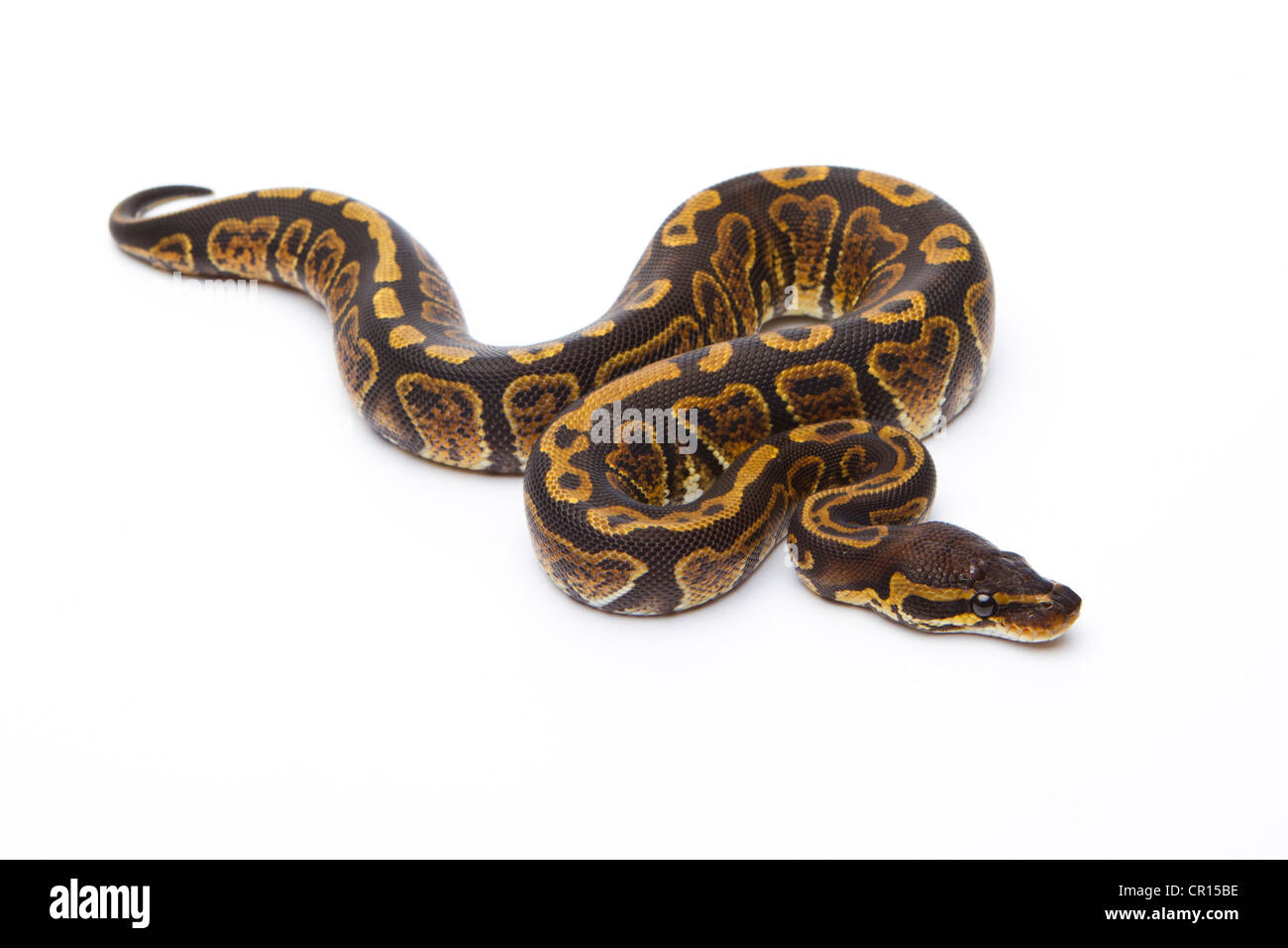 Königliche Python (Python Regius), Super-Granit, Weiblich, Markus Theimer Reptilien Zucht, Österreich Stockfoto