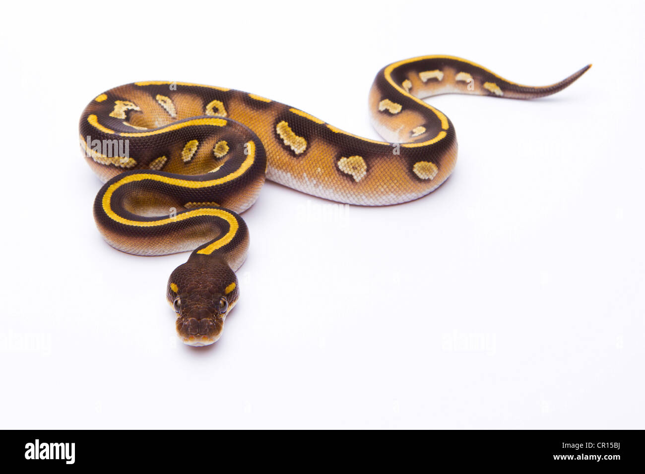 Königliche Python (Python Regius), Mojave schwarzen Kopf, Weiblich, Markus Theimer Reptilien Zucht, Österreich Stockfoto