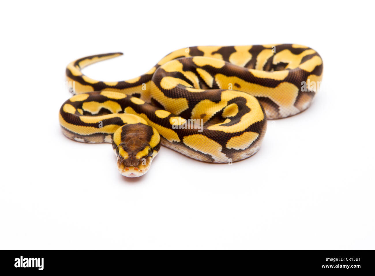 Königliche Python (Python Regius), Tiger-Phantom, Weiblich, Willi Obermayer Reptilien Zucht, Österreich Stockfoto