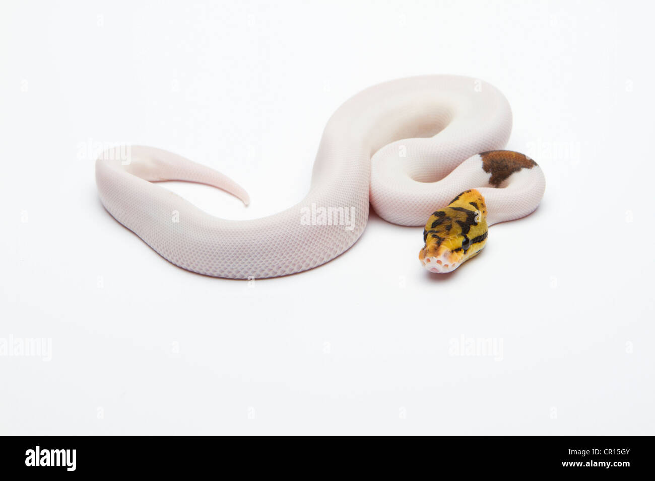 Bumble Bee Piebald Königspython oder Royal Python (Python Regius), Männlich Stockfoto