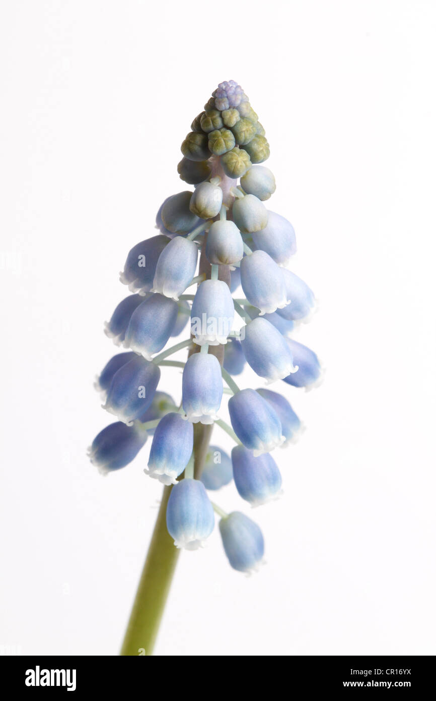 Hyazinthe (Hyacinthus) Stockfoto