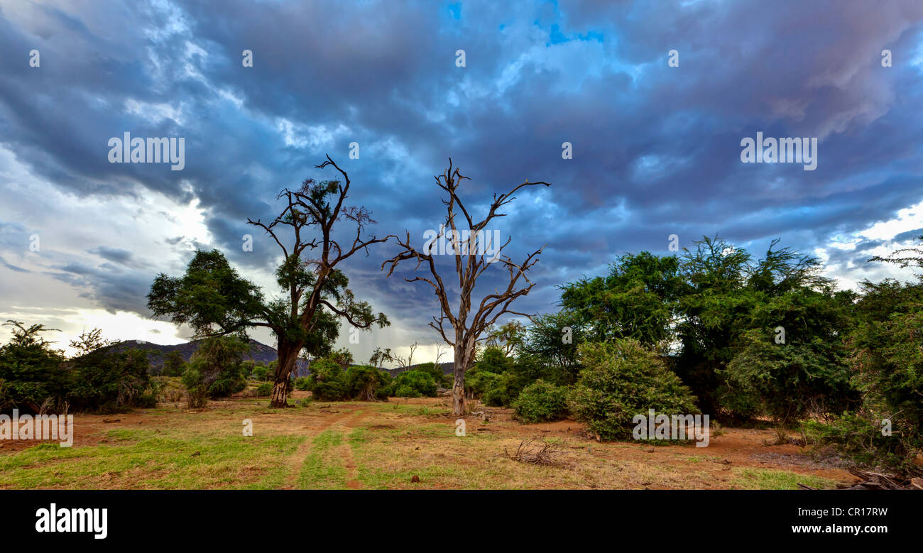 Tote Bäume in Samburu National Reserve, typische Landschaft am Uaso Uaso Nyiro River, Kenia, Ostafrika, Afrika, PublicGround Stockfoto