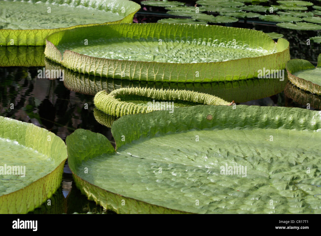 Die riesigen Victoria Cruziana der Amazonen in Kew Garden. Stockfoto