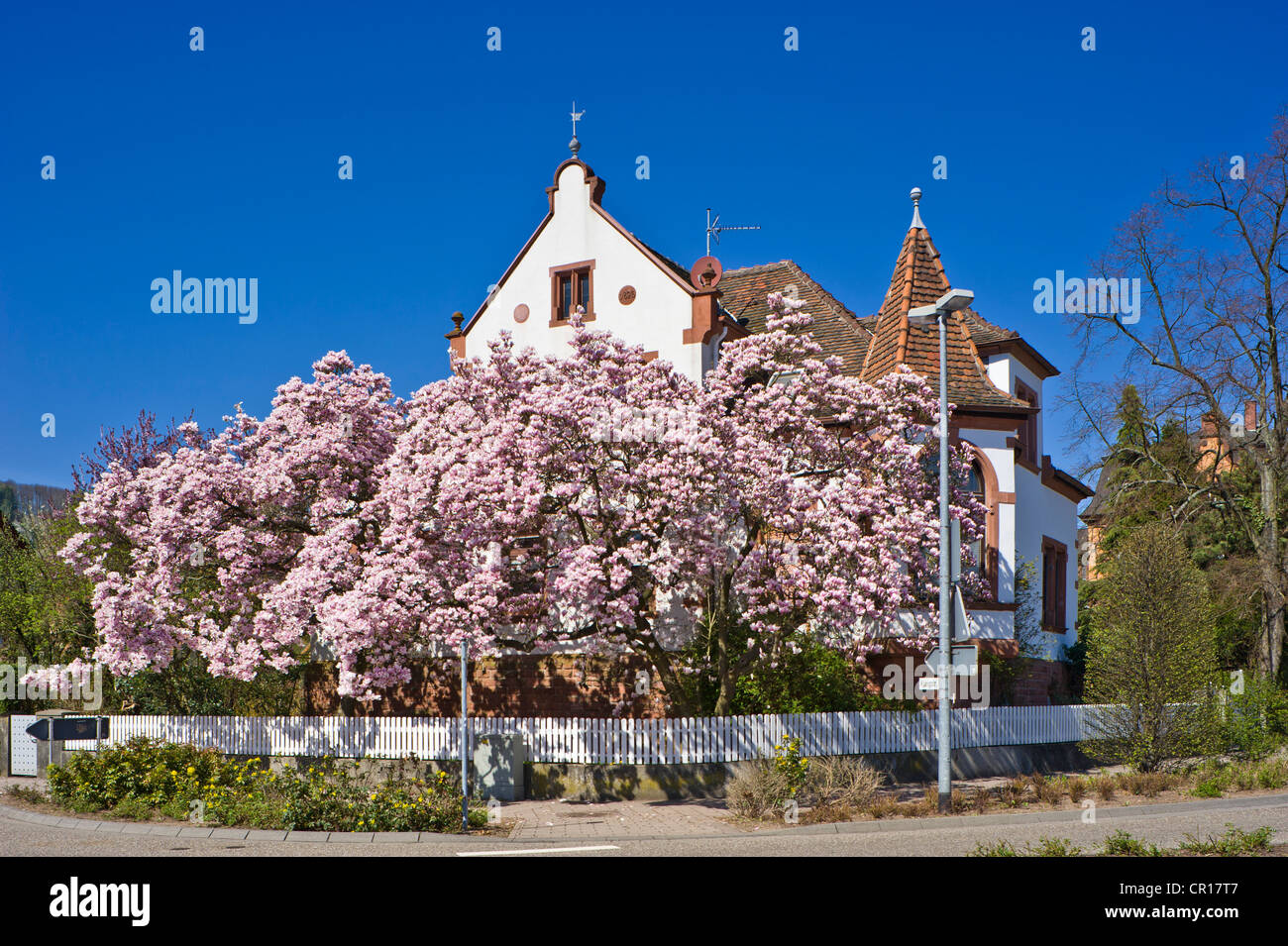 Magnolien blühen, Bad Bergzabern, Deutsche Weinstraße, deutscher Wein Road, Pfalz, Rheinland-Pfalz, Deutschland, Europa Stockfoto