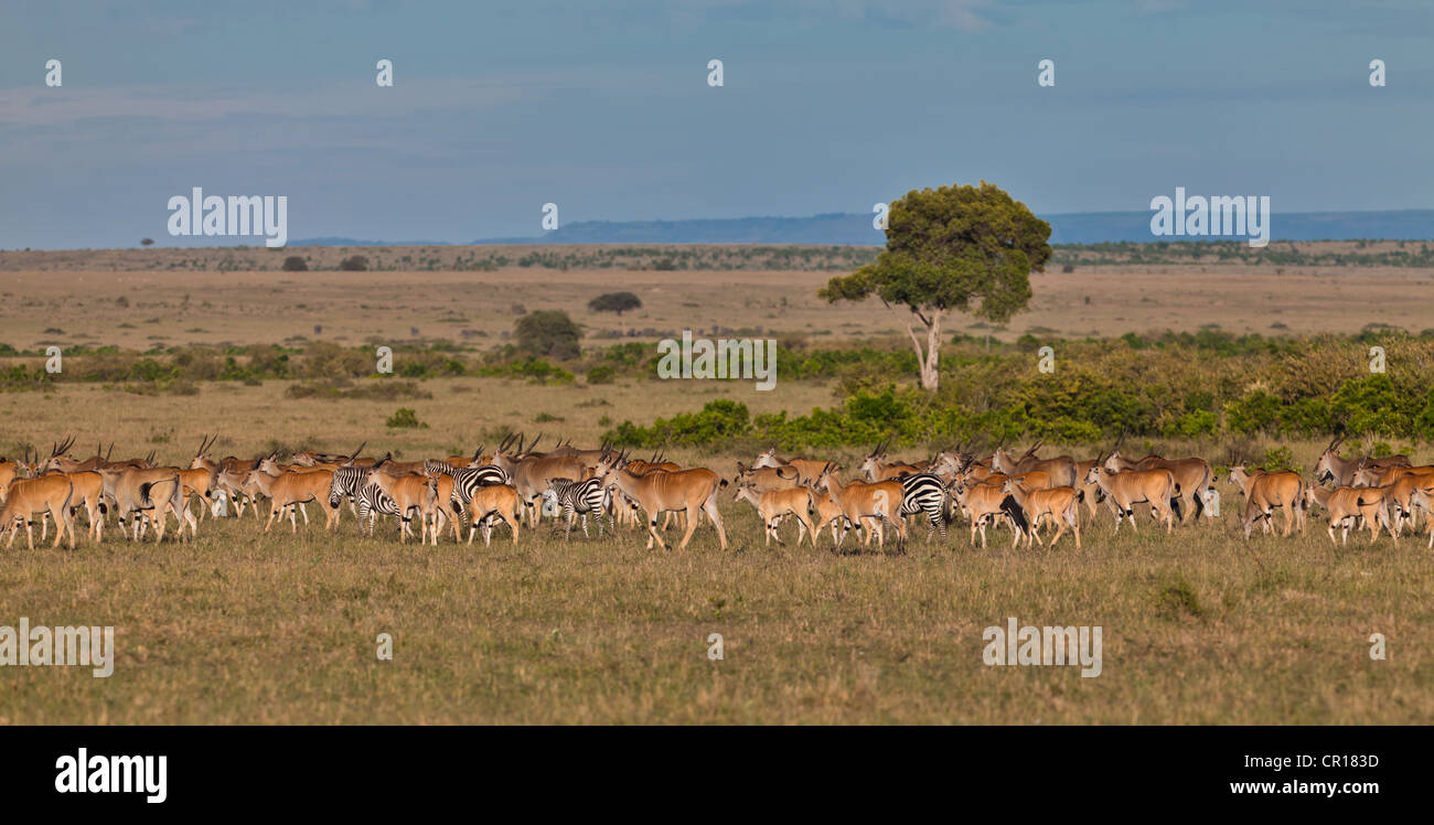 Herde Eland-Antilopen (Tauro Oryx), Zebra (Equus Quagga) und Gnus (Connochaetes Taurinus) Stockfoto