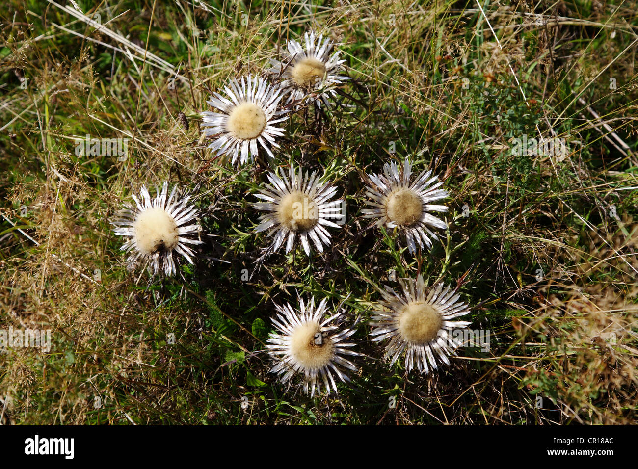 Stammlose Carline Disteln, Zwerg Carline Disteln oder Silber Disteln (Carlina Acaulis) Stockfoto