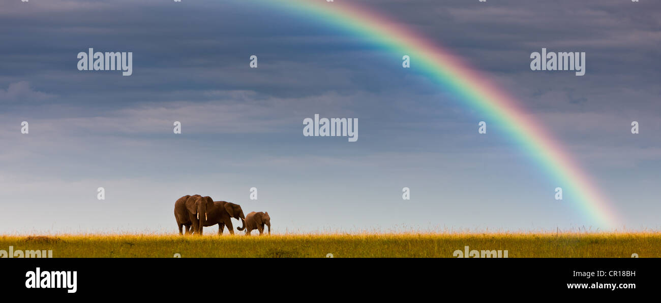 Afrikanische Elefanten (Loxodonta Africana) am Horizont, Regenbogen, Masai Mara National Reserve, Kenia, Ostafrika, PublicGround Stockfoto