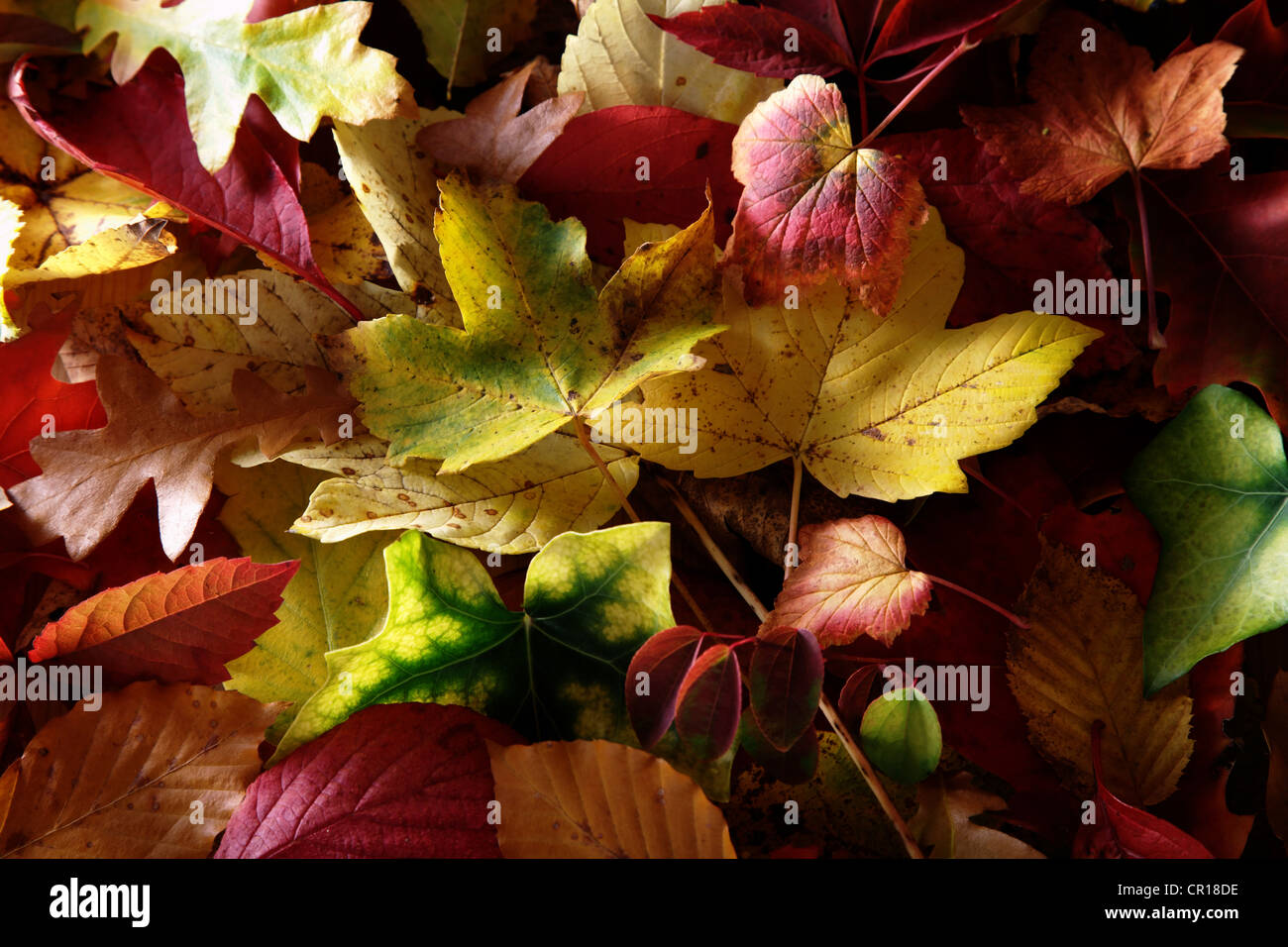 Herbst-bunte Blätter von verschiedenen Laubbäumen Stockfoto