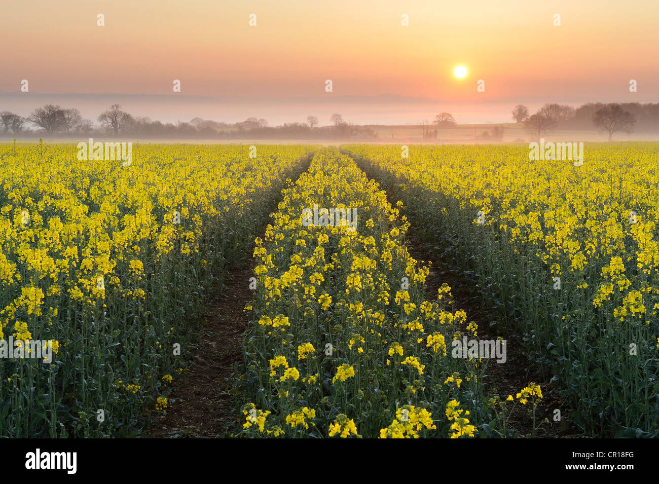 Einen schönen Sonnenaufgang über einem pulsierenden Raps (Brassica Napus) auf den Somerset Levels, UK. Stockfoto