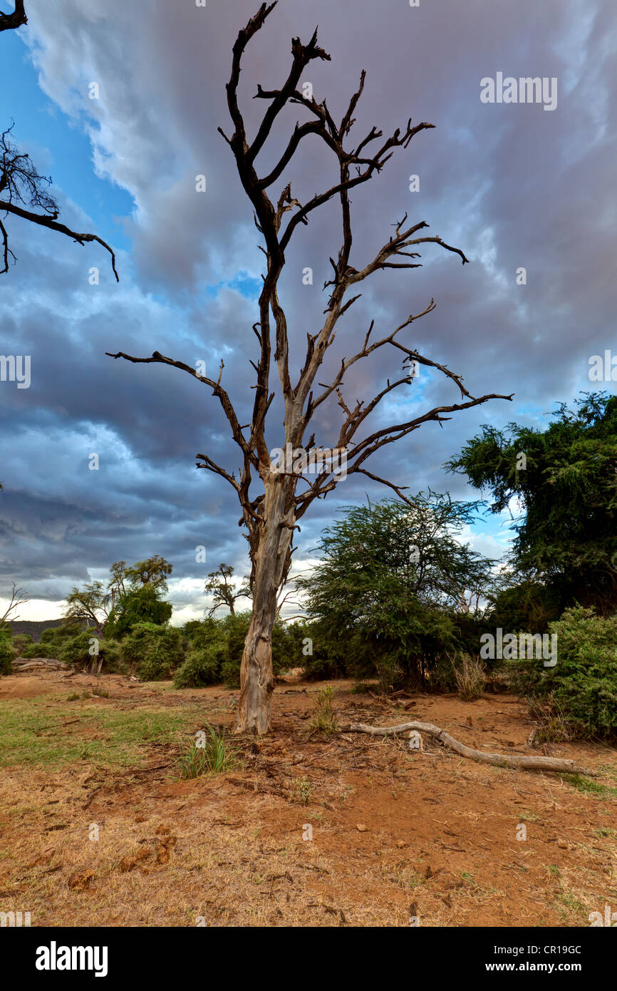 Toter Baum in Samburu National Reserve, typische Landschaft am Ewaso Ng'iro Fluss, Kenia, Ostafrika, PublicGround Stockfoto
