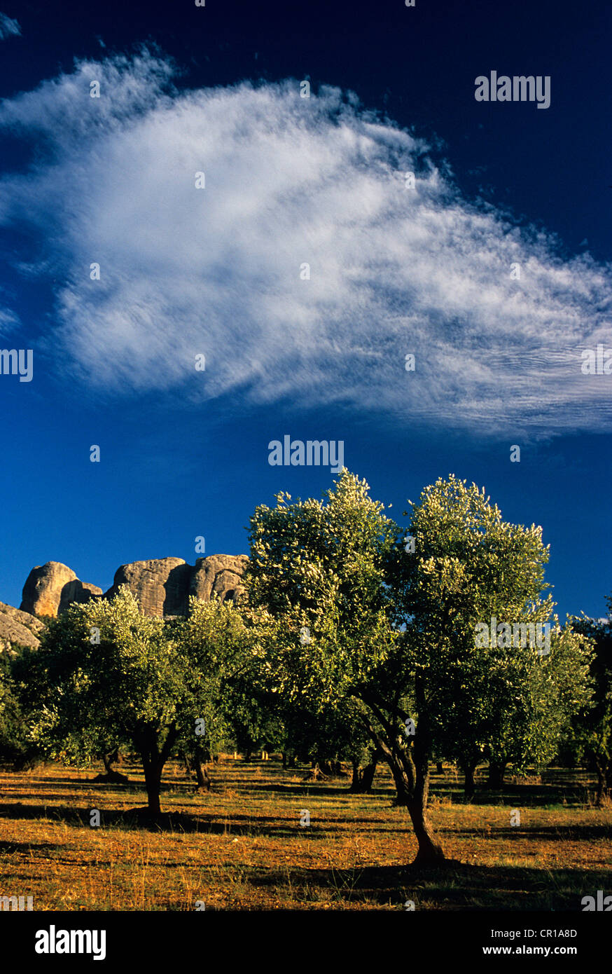 Spanien Katalonien Tarragona Provinz Terra Alta Comarca Olive Grove Unterseite des Massivs Dels Ports von Felsen in der Nähe von Benet dominiert Stockfoto