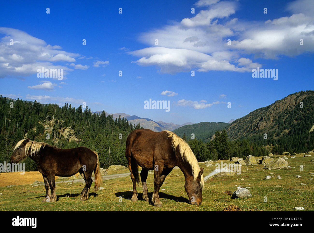 Spanien, Katalonien, Provinz Lleida, Val d ' Aran Comarca, Mérens-Pferde im Cirque de Colomers Stockfoto