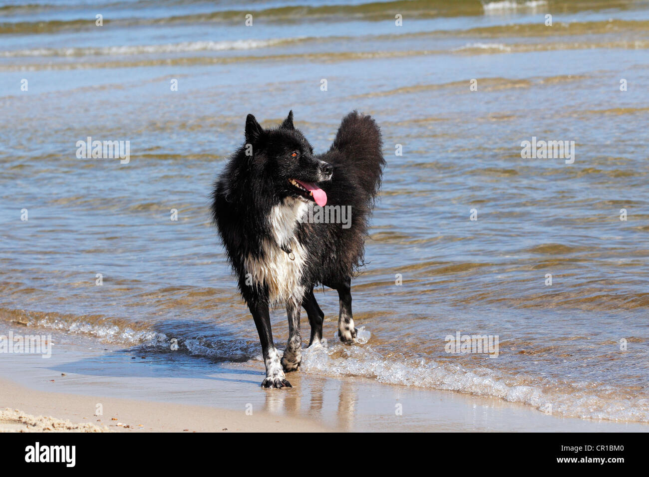 Mischling, männlichen Hund (Canis Lupus Familiaris), an einem Strand Stockfoto