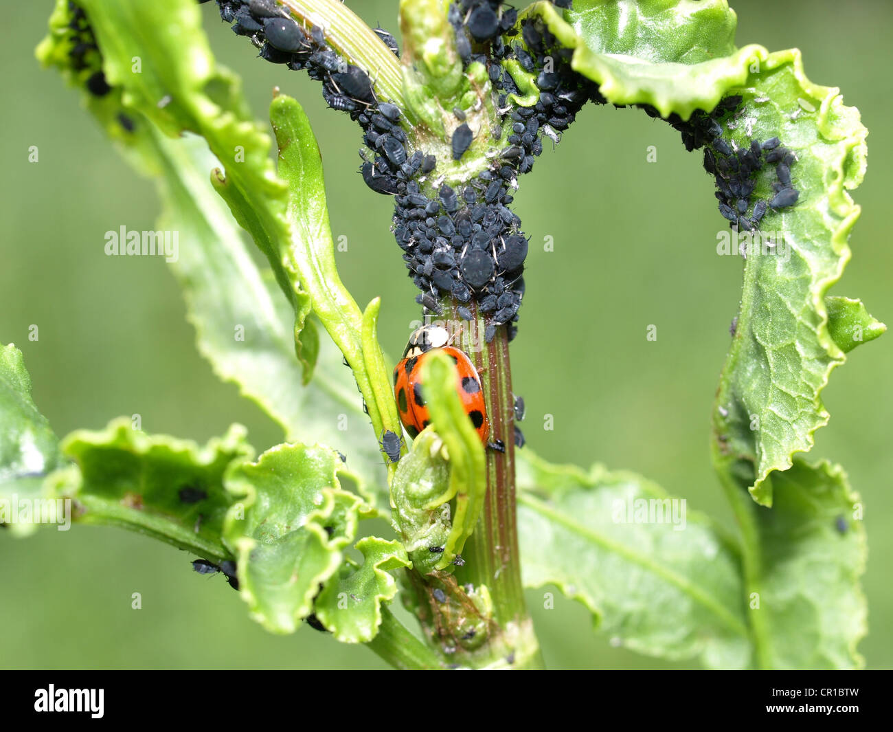 Marienkäfer mit Mückenart, schwarze Bohne Blattläuse an einer Pflanze / Marienkäfer Mit Jugendbuchklassikers Bohnenläusen ein Einer Pflanze Stockfoto