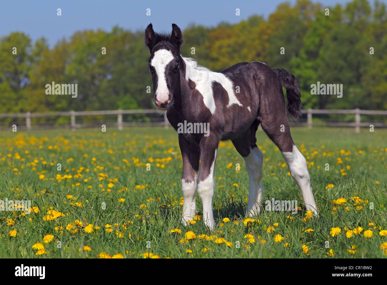 Irish Tinker Pferd (Equus Przewalskii F. Caballus), Fohlen Stockfoto