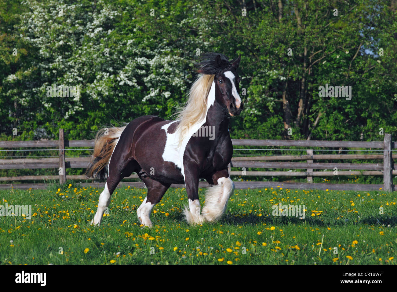 Irish Tinker Pferd (Equus Przewalskii F. Caballus), Stute Stockfoto