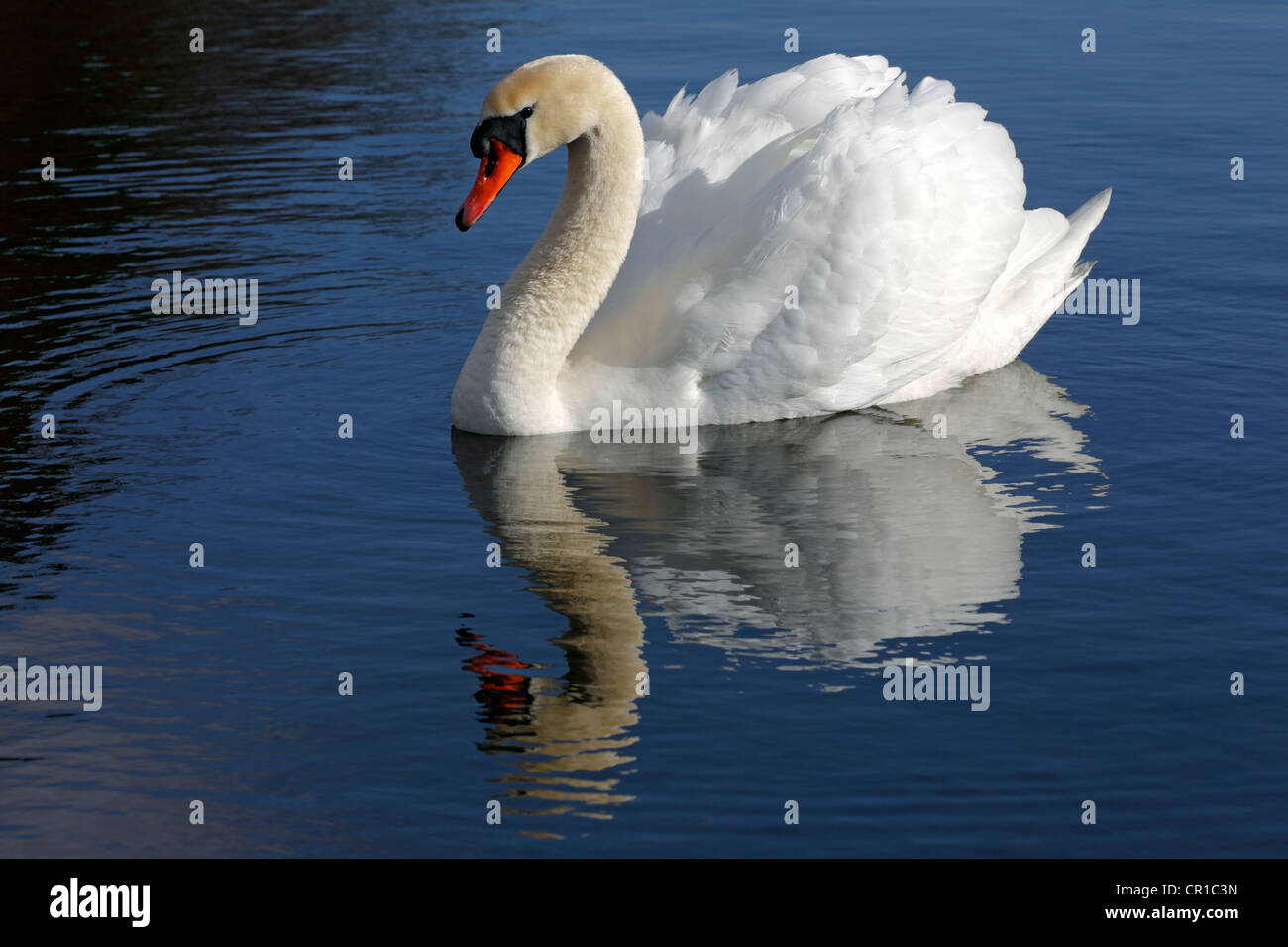 Mute Swan (Cygnus Olor) mit Spiegelung im Wasser Stockfoto