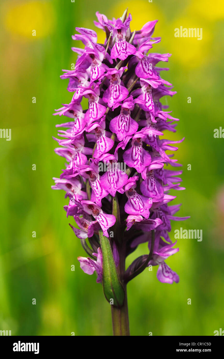 Südlichen Knabenkraut oder Leopard Knabenkraut (Dactylorhiza Praetermissa var. Junialis) auf einer nassen Wiese, seltene geschützte Pflanze Stockfoto