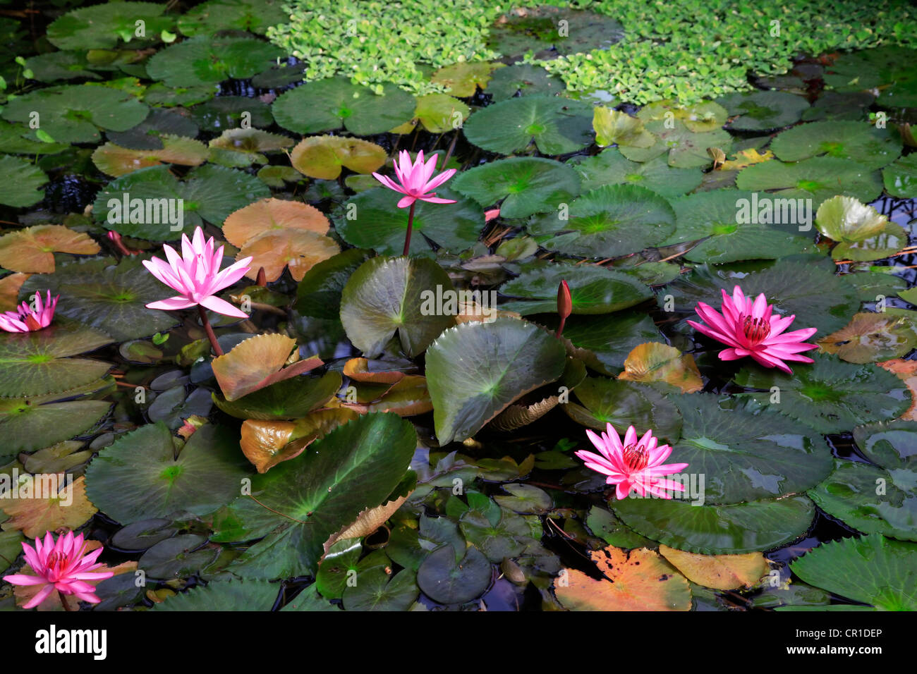 Rosa Lotusblüten oder Seerose Blumen blühen am Teich Stockfotografie