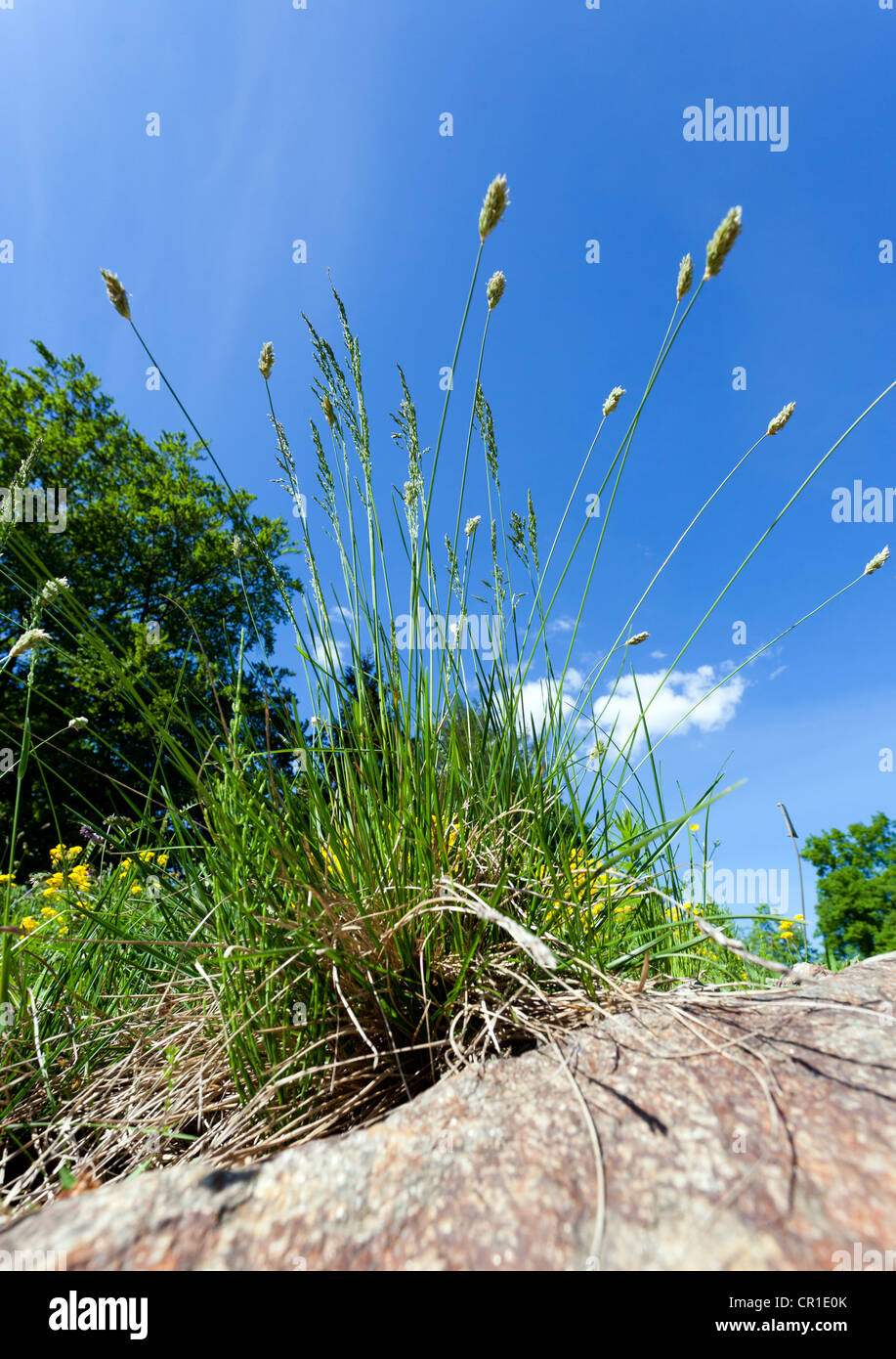 Blühenden Rasen, Seggen (Cyperaceae) gegen blauen Himmel Stockfoto