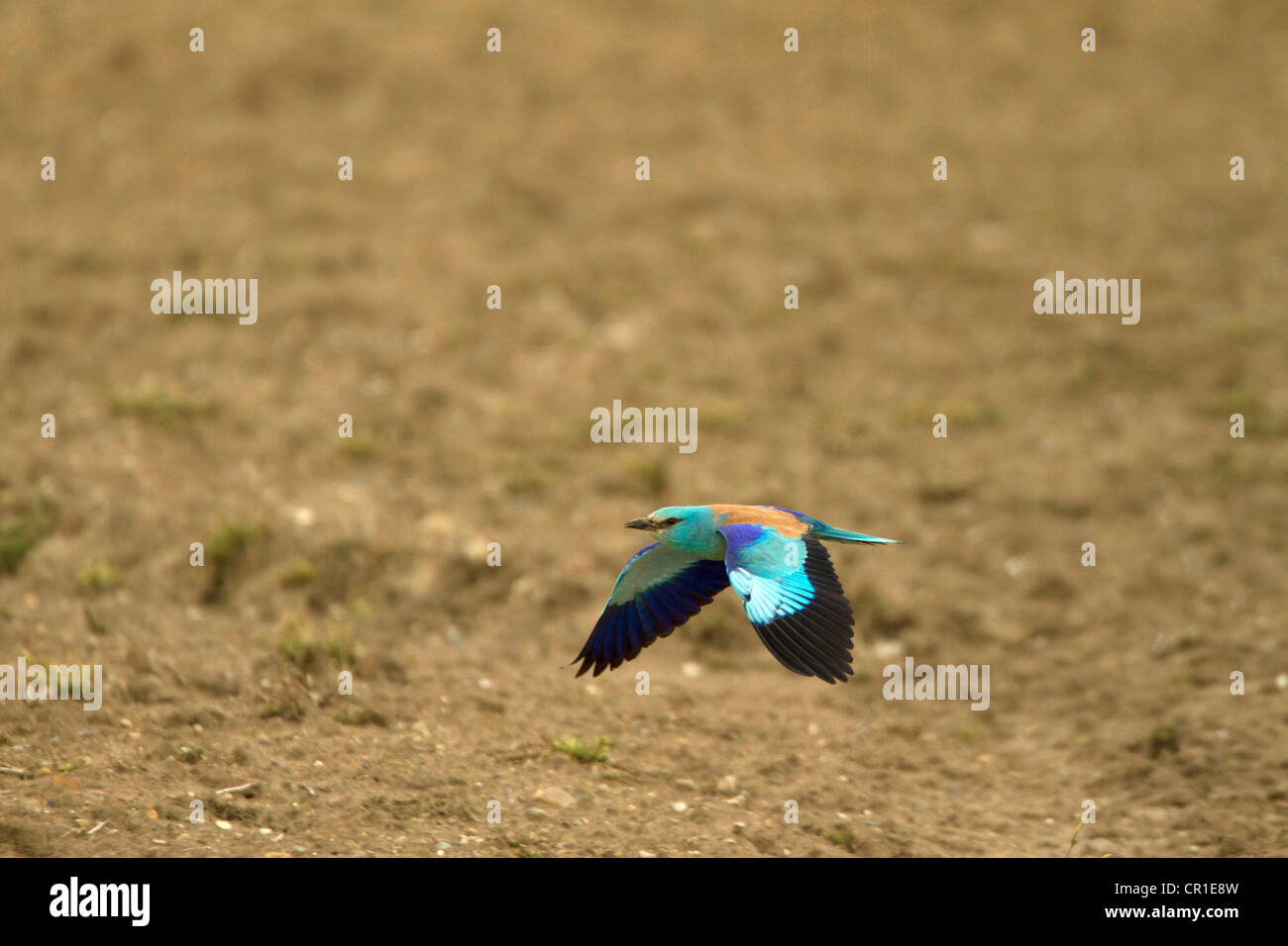 Walze (Coracias Garrulus) sehr seltene MIGRANT Vogel. WAR DER EINZIGE IM VEREINIGTEN KÖNIGREICH IM JAHR 2012 Stockfoto