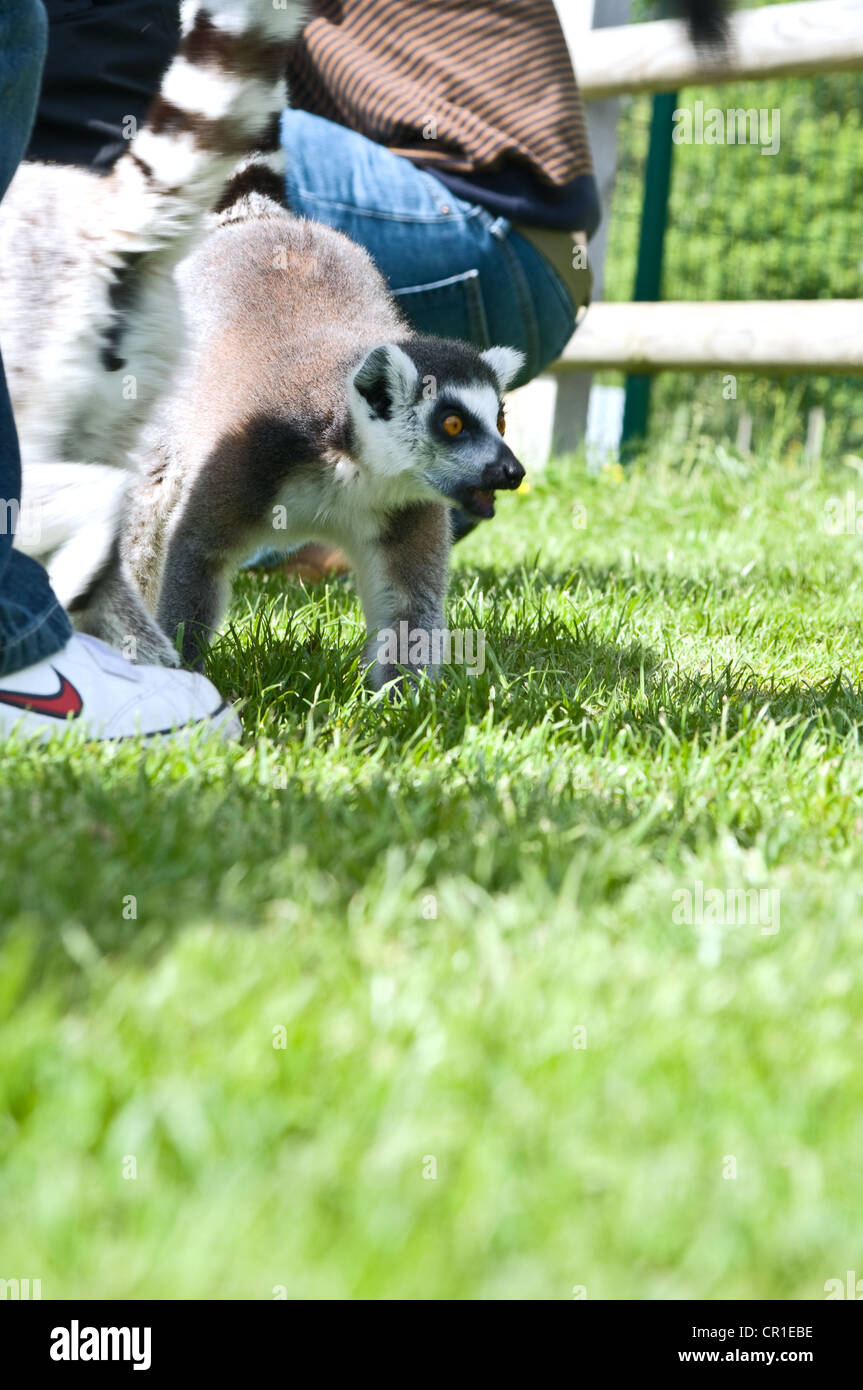 Lemur Interaktion in einem offenen Gehäuse Stockfoto