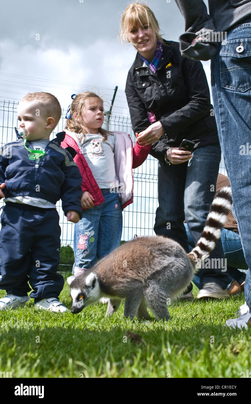 Lemur Interaktion mit einer Familie in einem offenen Gehäuse Stockfoto