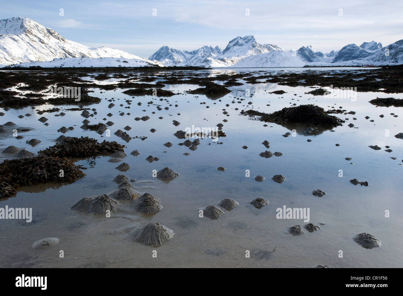 Sand Pfähle, die von Wattwürmern oder Wattwürmer (Interpretation Marina) auf den Lofoten-Inseln, Nordland, Norwegen, Europa Stockfoto