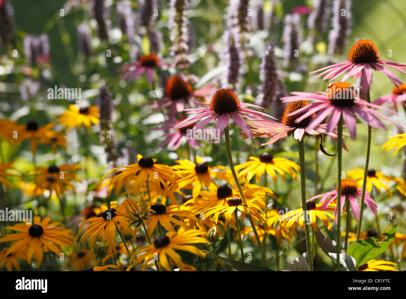 Östlichen Sonnenhut oder Sonnenhut (Echinacea Purpurea), Heilpflanze, Geretsried, Bayern, Deutschland, Europa Stockfoto