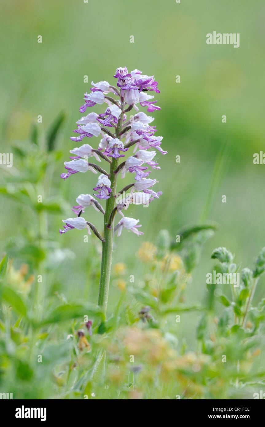 Militärische Orchidee (Orchis Militaris) Stockfoto