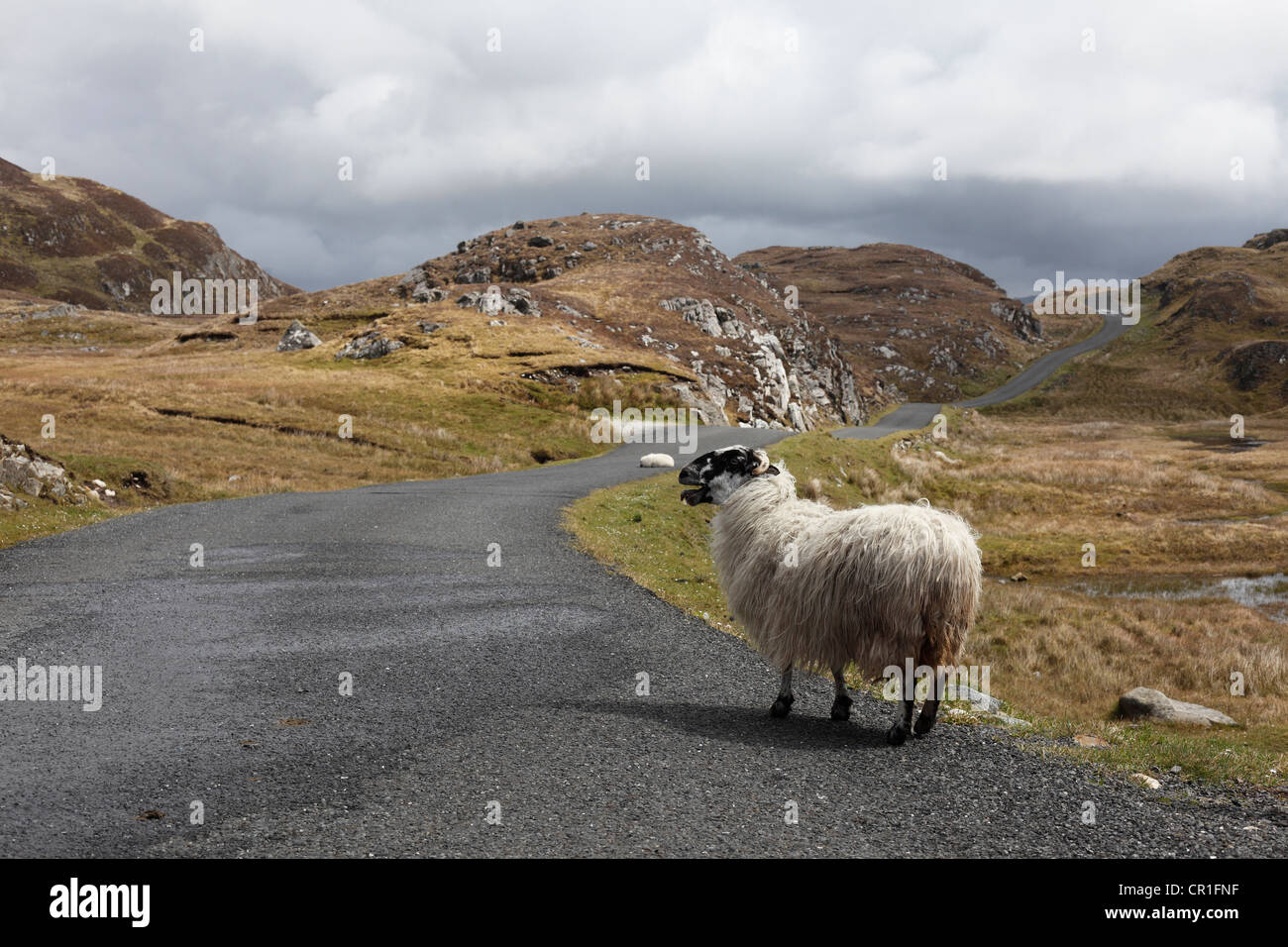 Schafe auf der Straße nach Slieve League, County Donegal, Irland, Europa, PublicGround Stockfoto