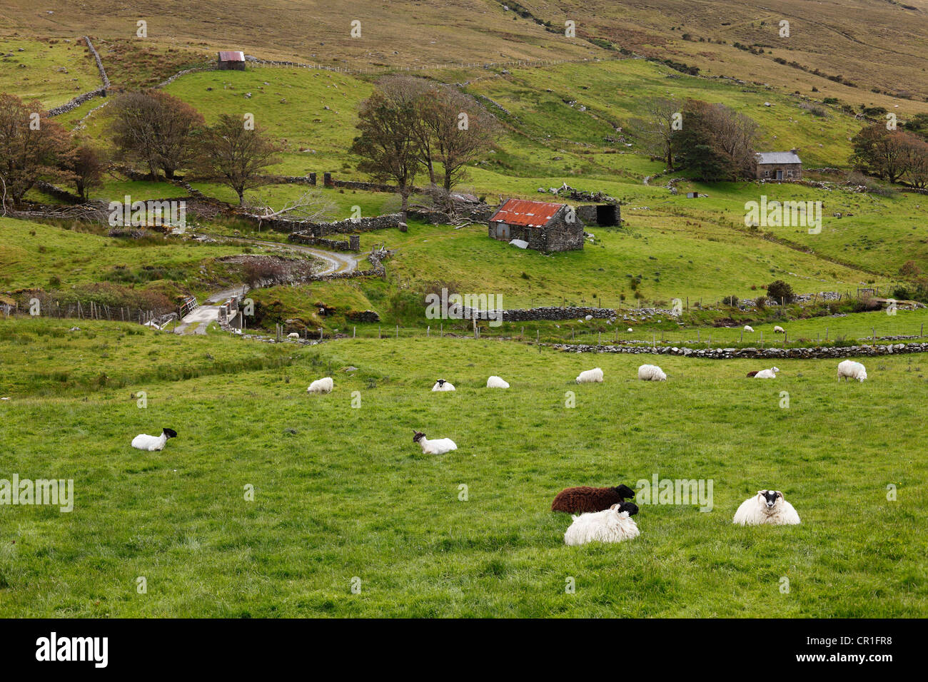 Schafe weiden, Glencolumbcille oder Glencolmcille, County Donegal, Irland, Europa Stockfoto