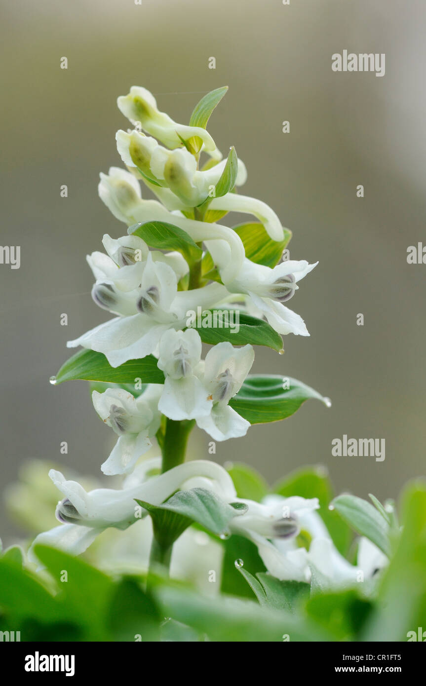 Bauchige Corydalis (Corydalis Cava) im Auwald Wald in der Nähe von Leipzig, Sachsen, Deutschland, Europa Stockfoto