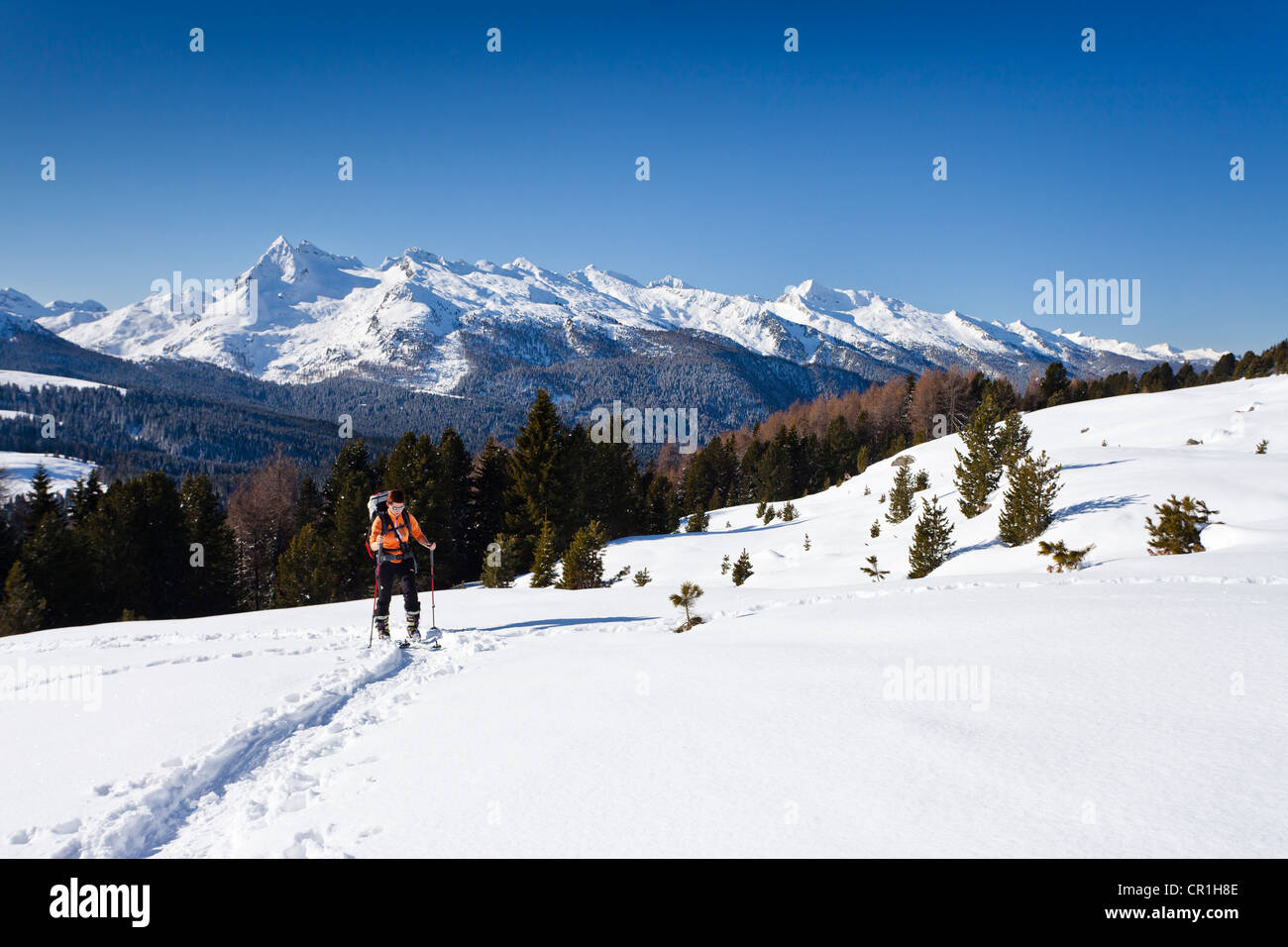 Skilangläufer beim Aufstieg zur Cima Bocche Berg über Passo Valles, mit Colbricon Berg und der Lagorai-Gruppe Stockfoto