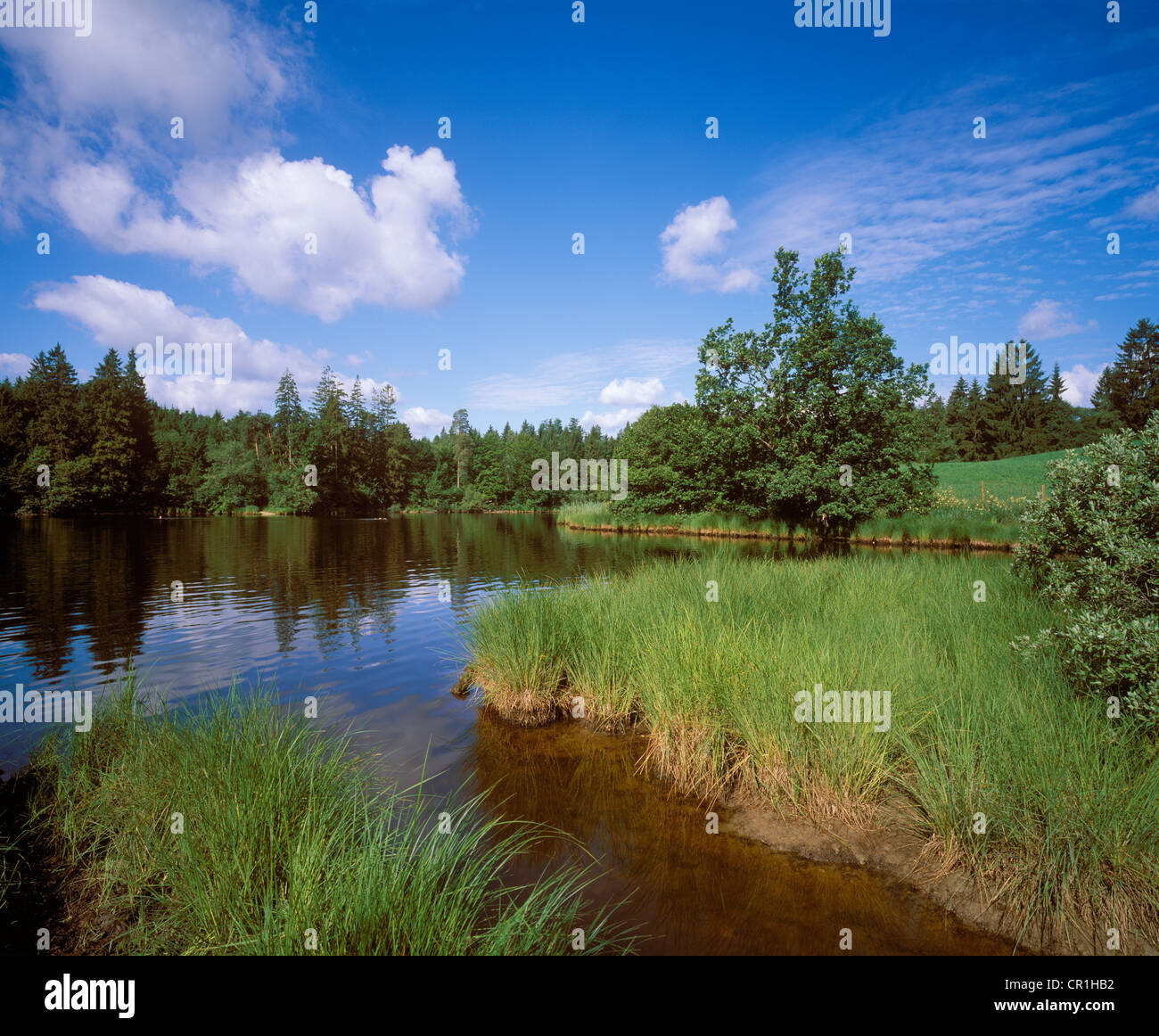 Koglweiher, Teich, in der Nähe von Bad Tölz, Oberbayern, Deutschland, Europa Stockfoto