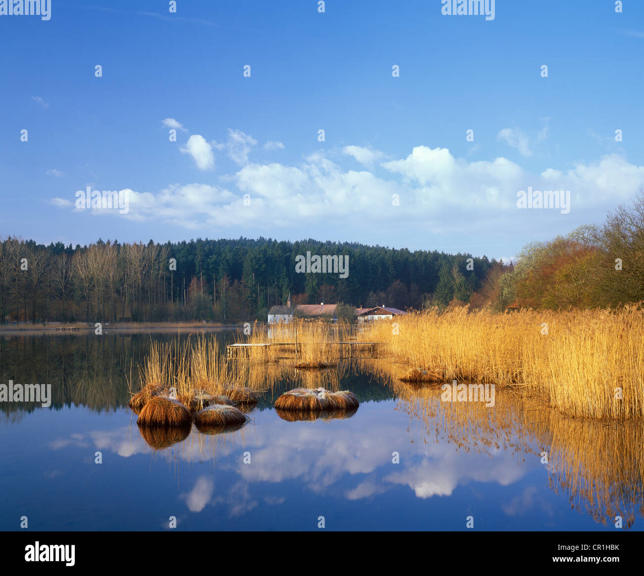 Harmatinger Weiher, Teich, Egling, Tölzer Land, Upper Bavaria, Bavaria, Germany, Europa Stockfoto