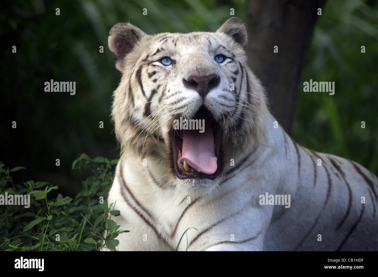 Der weiße Tiger gähnt. Safari - Park. Bali. Indonesien Stockfoto