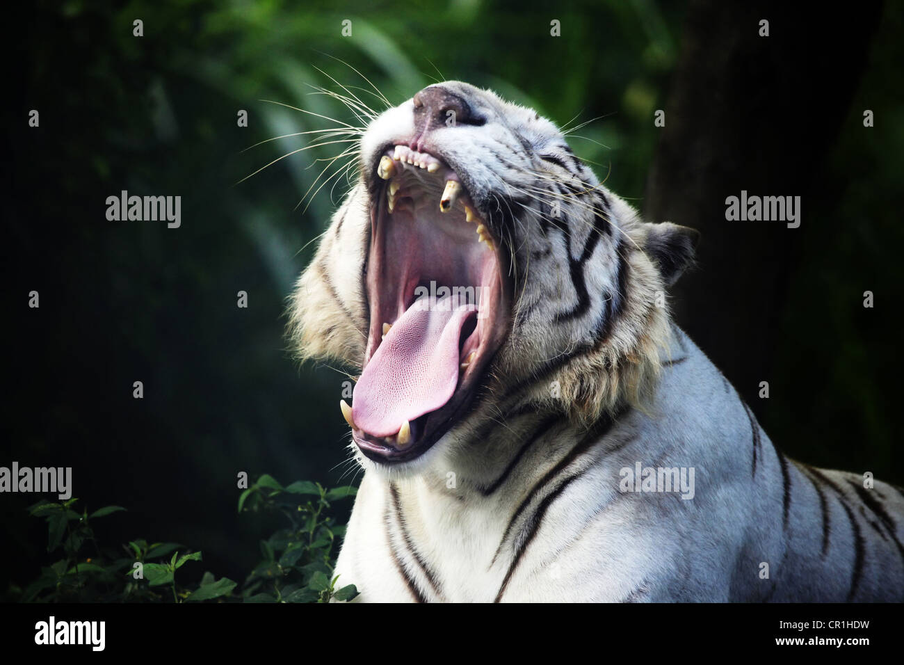 Der weiße Tiger gähnt. Safari - Park. Bali. Indonesien Stockfoto