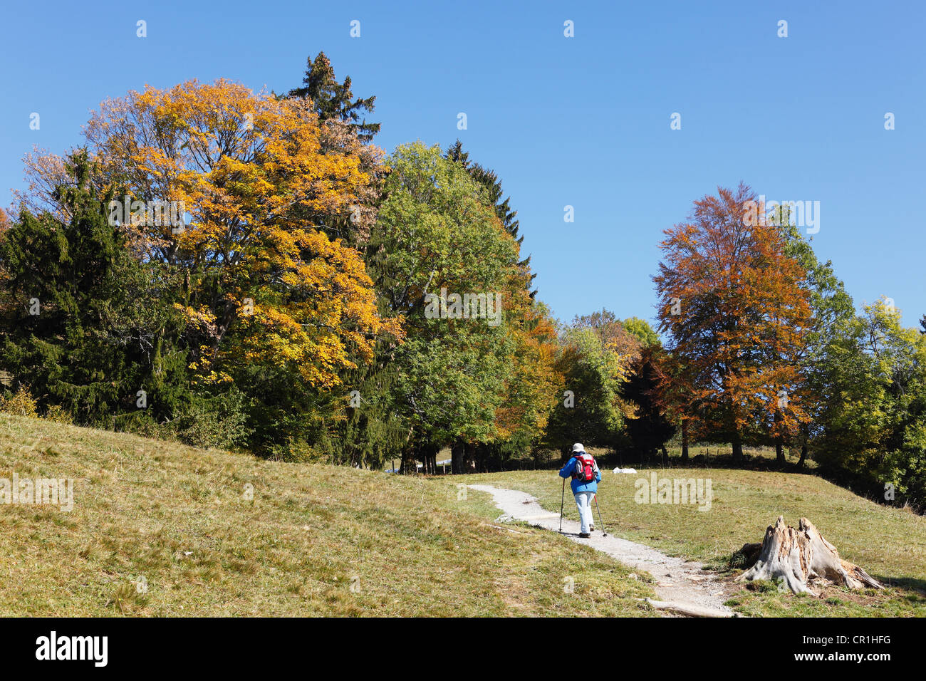 Trail zu Sonntratn Berg, Gaißach, Isarwinkel, Oberbayern, Bayern, Deutschland, Europa Stockfoto