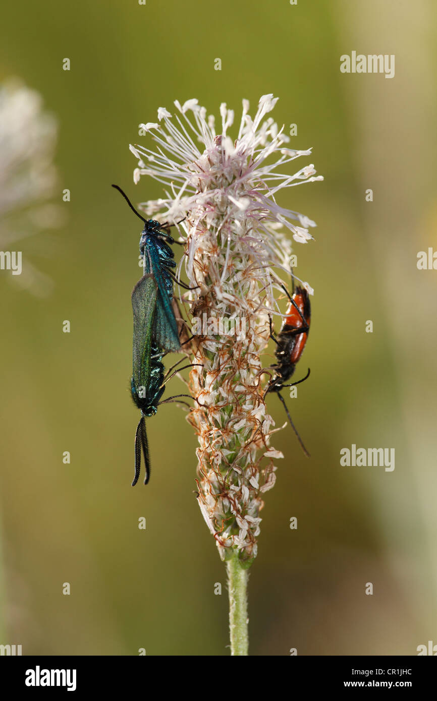 Paar der grüne Förster (Adscita) Nachtfalter, auf eine Blüte Hoary Wegerich (Plantago Media), Fränkische Schweiz, Oberfranken Stockfoto