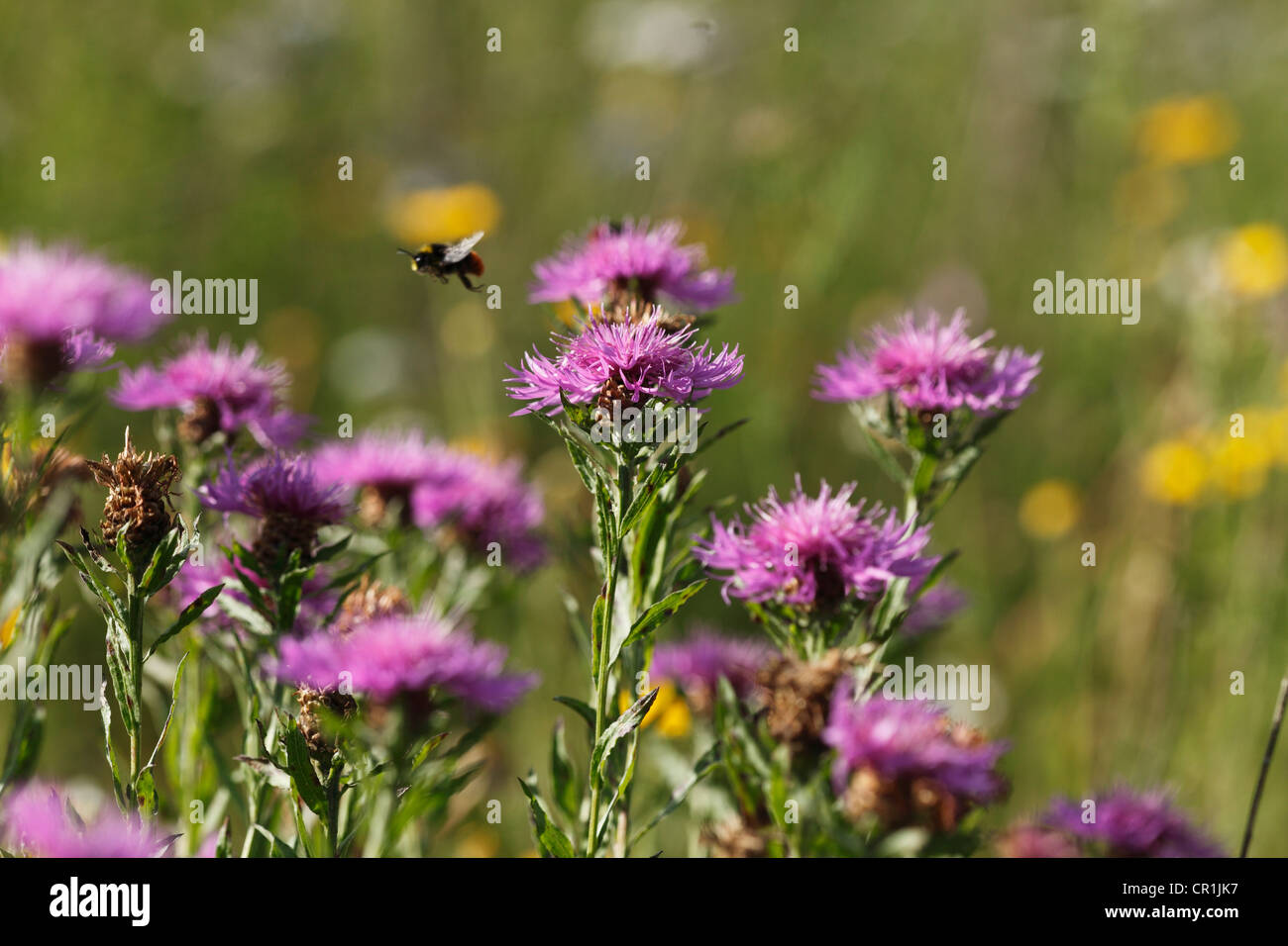 Braun, Flockenblume (Centaurea Jacea), Fränkische Schweiz, Bayern, Deutschland, Europa Stockfoto
