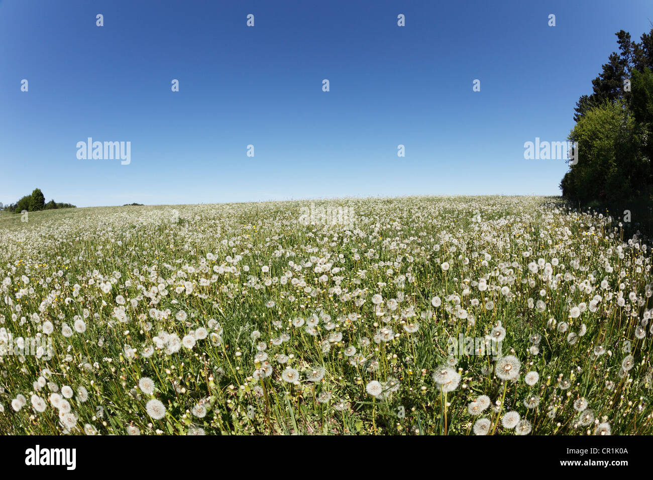 Wiese mit Löwenzahn Samenköpfe, Herzogenreuth, kleine Schweiz, Oberfranken, Franken, Bayern, Deutschland, Europa Stockfoto