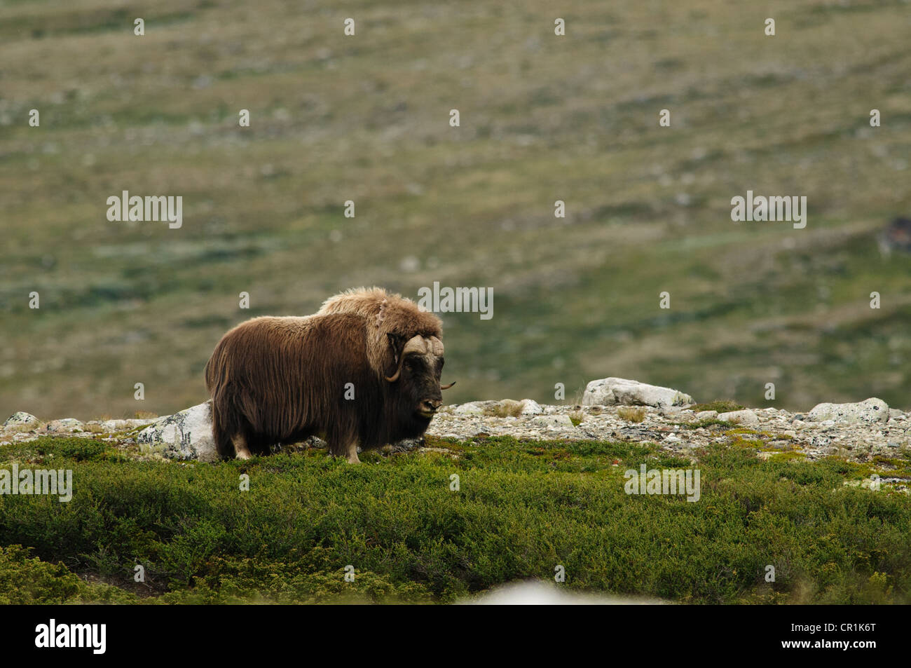 Moschusochsen Dovrefjell Norwegen Stockfoto