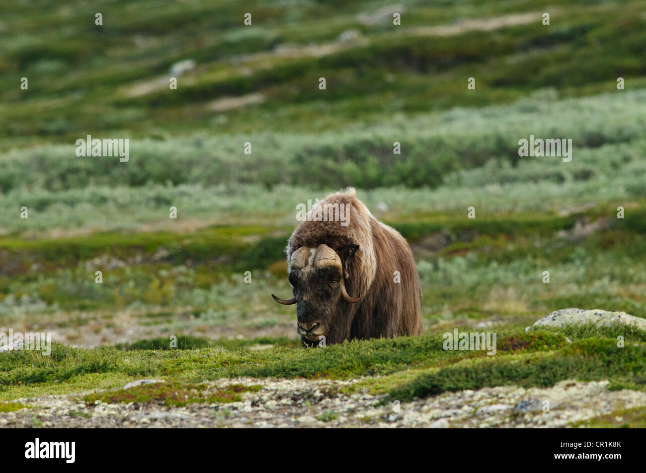 Moschusochsen Dovrefjell Norwegen Stockfoto