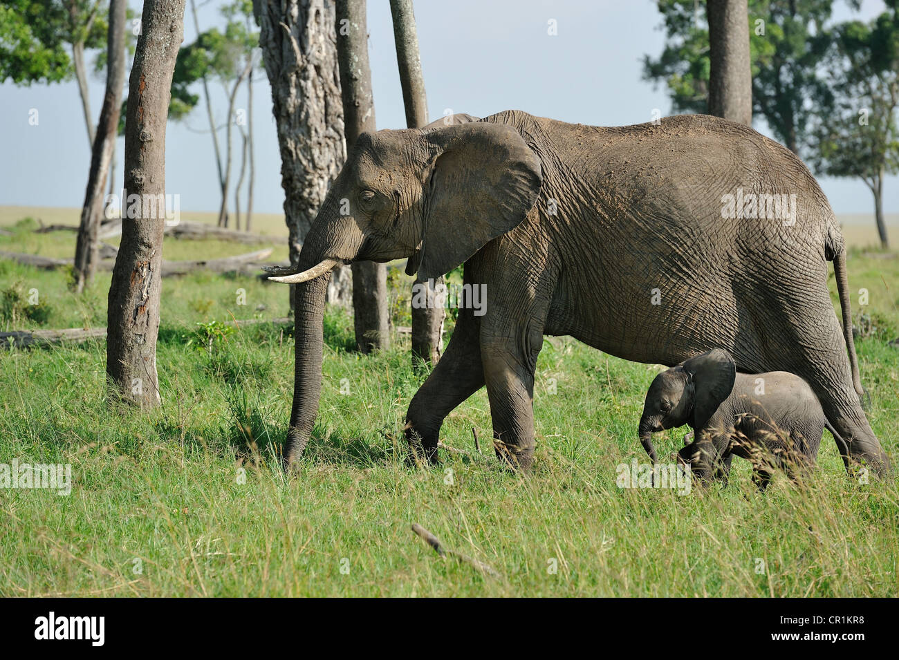 Afrikanischer Bush Elefant - Savanne Elefanten - Bush Elefant (Loxodonta Africana) Mutter & Kalb zu Fuß Masai Mara Stockfoto